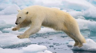 Peringatan Hari Beruang Kutub Sedunia, Berikut 3 Fakta Unik Beruang Kutub