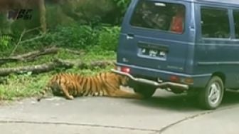 Video Detik-detik Harimau Taman Safari Prigen Incar Mobil Pengunjung hingga Bikin Ban Bocor