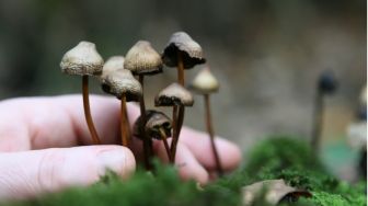 20 Ancaman Efek Magic Mushroom saat Dikonsumsi, Awas Nyawa Melayang