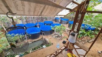 Ratusan Ikan dari Program RT Mandiri di Sungai Besar Ludes Disapu Banjir