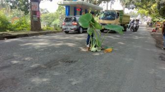 Protes Jalan Rusak Warga Pandeglang Tanami Talas di Tengah Jalan