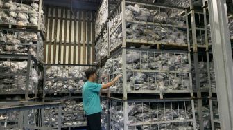 Stok Kosong, Distributor Batam Impor 13 Ton Ikan Kembung dari Jawa