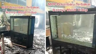 Gedung Terbakar, Ikan di Akuarium MPP Pekanbaru Masih Hidup: Saksi Tragedi