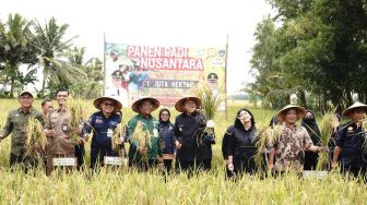 Sejumlah Kawasan di Sumatera Mulai Panen Raya Padi secara Serentak