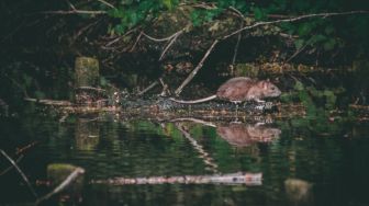 Awas Kencing Tikus! Leptospirosis Intai Warga Jateng di Musim Hujan