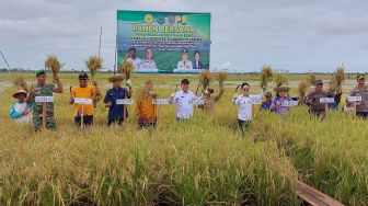 Panen Raya Serempak Kementan, Food Estate Kapuas Hasilkan 5,2 Ton per Hektare