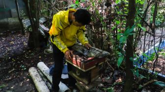 Petugas memeriksa sarang di tempat peternakan lebah dan madu di Hutan Kota Srengseng, Jakarta Barat, Jumat (10/3/2023). [Suara.com/Alfian Winanto]