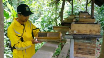 Petugas menunjukkan kotak lebah di tempat peternakan lebah dan madu di Hutan Kota Srengseng, Jakarta Barat, Jumat (10/3/2023). [Suara.com/Alfian Winanto]