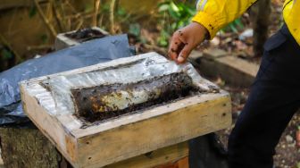 Petugas memeriksa hasil propolis di tempat peternakan lebah dan madu di Hutan Kota Srengseng, Jakarta Barat, Jumat (10/3/2023). [Suara.com/Alfian Winanto]