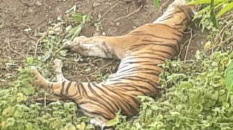 Harimau Sumatera Ditemukan Mati di Aceh Selatan, Camat Minta Warga Waspada