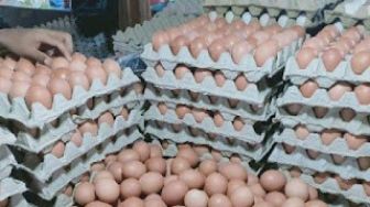 Harga Telur dan Daging Ayam Perlahan Mulai Naik