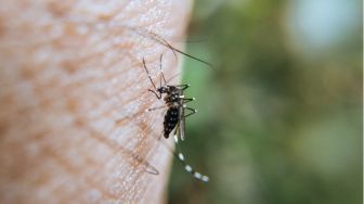 Batam Waspada! Kasus Demam Berdarah di Singapura Melonjak Dua Kali Lipat