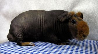 Mengenal Skinny Pig, Marmut Tanpa Bulu yang Bisa Mencapai Harga Jutaan