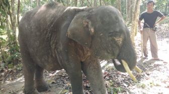 Lagi Gajah Mati di Camp ERU Tegal Yoso TNWK