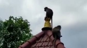 Monyet Taman Wisata Wendit Berkeliaran di Rumah Warga