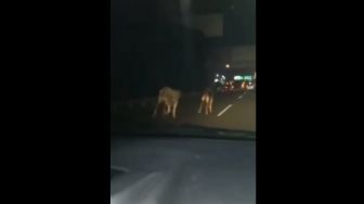 Bikin Heboh! Gegara Truknya Terguling di Gerbang Cengkareng 2, Dua Sapi Kabur ke Jalan Tol!