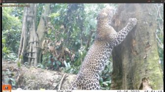 Mantap! Populasi Macan Tutul Jawa di TN Meru Betiri Bertambah, Kini Ada 17 Ekor