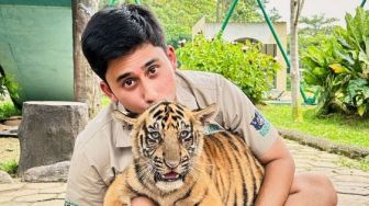 Tuai Pro Kontra, Alshad Ahmad Ungkap Penyebab Kematian Anak Harimau Peliharaannya