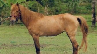 Mengenal Kuda Batak, Salah Satu Spesies Kuda Lokal Asli Indonesia