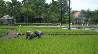Lahan Rawa Sumsel Berpotensi Jadi Lumbung Padi Baru, Ini Alasannya