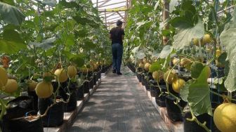 Manisnya Bertani Melon dalam Green House di Magelang, Sekali Panen Hasilkan Rp15 Juta