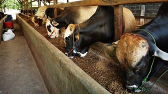 Kronologi Munculnya Antraks di Gunungkidul: Bermula Makan Daging Sapi yang Sudah Dikubur