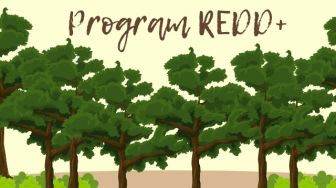 Program REDD+: Mempertahankan Hutan dan Mengurangi Emisi Karbon