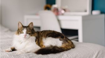 6 Alasan Kucing Suka Mengikuti Pemiliknya, Bisa Jadi Tanda Anabul Lapar hingga Kesepian