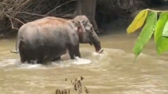 Kawanan Gajah Liar Rusak Rumah Warga di Lampung Barat