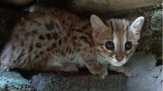 Mengenal Kuwuk, Salah Satu Jenis Kucing Hutan Asli Indonesia