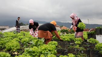 GMP Gelar Bazar Sayuran Hasil Petani Desa Cikidang Lembang