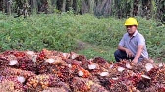 Petani di Sumut Diajarkan Budidaya Sawit Ramah Lingkungan