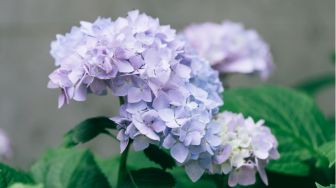 4 Cara Perawatan Bunga Hydrangea agar Mekar Lebih Lama dan Tak Mudah Layu