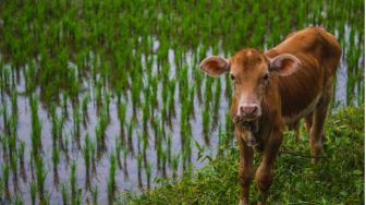 Sajian Lebaran Favorit Banyak Orang, Inilah 5 Manfaat Hati Sapi