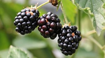 6 Manfaat Buah Blackberry untuk Kesehatan yang Jarang Diketahui