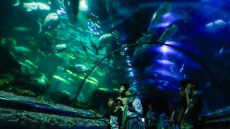 Pengunjung melihat ikan-ikan di aquarium SeaWorld Ancol, Jakarta Utara, Rabu (26/4/2023). [Suara.com/Alfian Winanto]