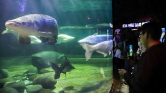 Pengunjung melihat ikan-ikan di aquarium SeaWorld Ancol, Jakarta Utara, Rabu (26/4/2023). [Suara.com/Alfian Winanto]