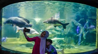 Pengunjung melihat ikan-ikan di aquarium SeaWorld Ancol, Jakarta Utara, Rabu (26/4/2023). [Suara.com/Alfian Winanto]