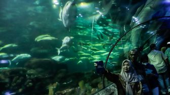 Pengunjung melihat ikan-ikan di aquarium SeaWorld Ancol, Jakarta Utara, Rabu (26/4/2023). [Suara.com/Alfian Winanto]