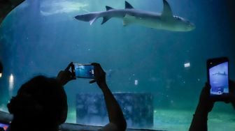 Pengunjung melihat ikan-ikan di aquarium SeaWorld Ancol, Jakarta Utara, Rabu (26/4/2023). [Suara.com/Alfian Winanto]