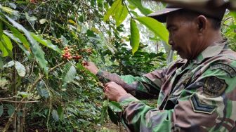 Antisipasi Anomali Cuaca Bikin Gagal Panen, Petani Kopi di Sumsel Diingatkan Hal Ini