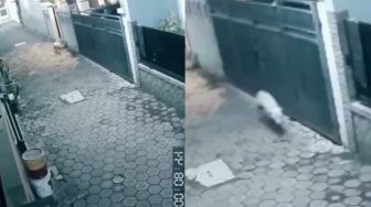 Kronologi Heboh Babi Ngepet Terekam CCTV di Tangsel, Ternyata Cuma Anjing Liar