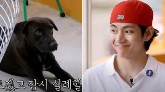 Berkepribadian Hangat, V BTS Biayai Perawatan Seekor Anjing Tak Bertuan