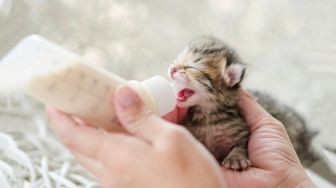 3 Cara Merawat Anak Kucing yang Baru Lahir, Perhatikan Asupan Nutrisinya!