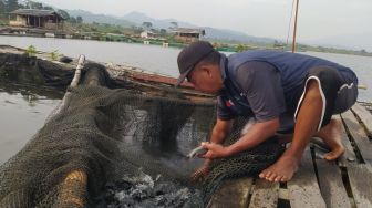 Waduk Saguling, Ladang 'Harta Karun' Bagi Warga Bandung Barat, Bisa Hasilkan Cuan Rp450 Juta