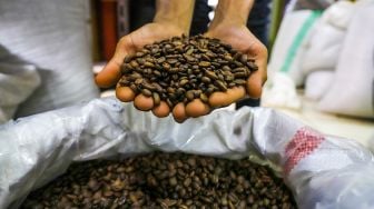 Harga Jual Pecahkan Rekor Rp35000 Per Kilogram, Petani Kopi di Sumsel Bersuka