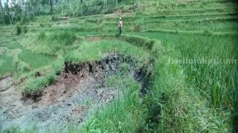 Heboh Video Sawah di Ponorogo Mencair, BPBD Duga karena Fenomena Likuifaksi