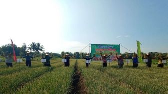 Petani Kulon Progo Berhasil Kembangkan Bawang Merah