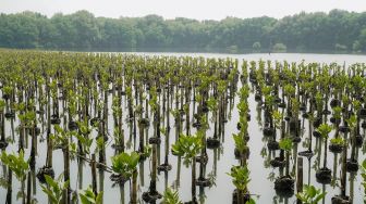 Miliki Peranan Penting Untuk Lingkungan, 3000 Pohon Bakau Akan Ditanam