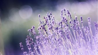 5 Manfaat Lavender untuk Kesehatan Kulit dan Wajah, Kurangi Rasa Gatal